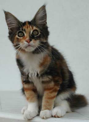 Piper